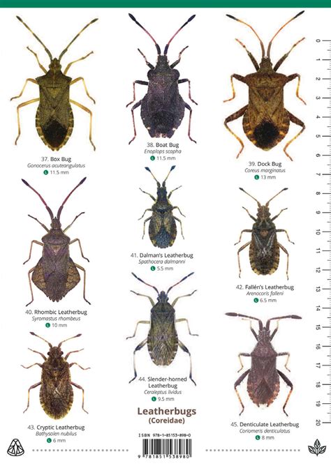 Shieldbugs guide – Field Studies Council