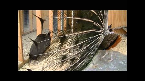 Beautiful Pheasants Mating...Up Close and Real Personal - YouTube