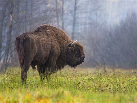 'Higgs Bison' Is The Missing Link In European Bison Ancestral Tree | WBUR