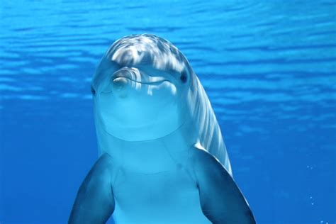 Dolphin Marine Mammals Water · Free photo on Pixabay