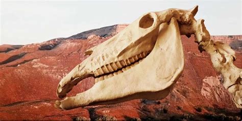 Hagerman Fossil Beds National Monument: What to do at One of the Most ...