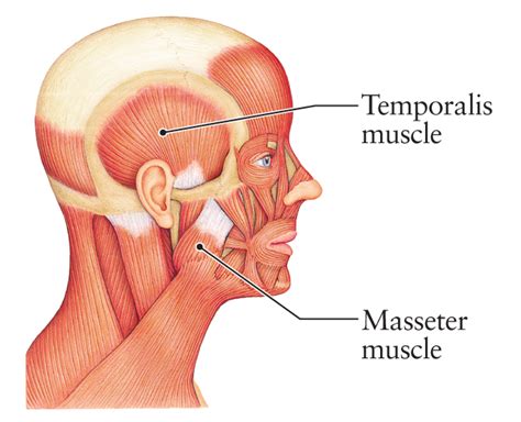 Human Anatomy for the Artist: July 2012