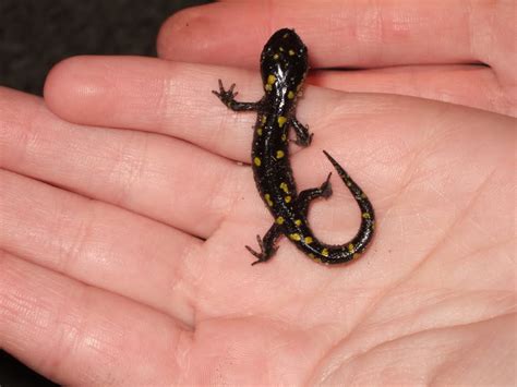 yellow spotted salamander baby by CandyForYourSkull on DeviantArt