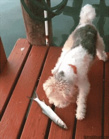 22 Reasons No Animal Can Be Trusted | Funny gif, Cute animals, Funny animals