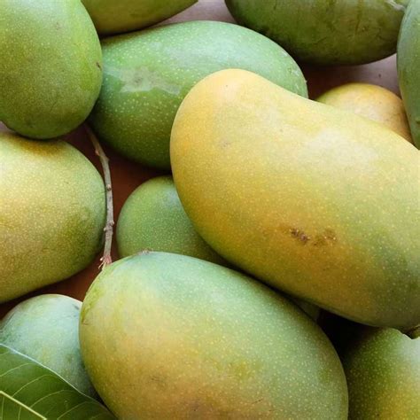 Langra Mango plant | Outdoor fruit plant in Lahore | Gulab.pk