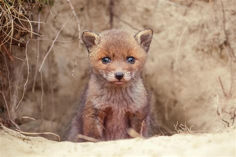 Newborn Red Fox Kits