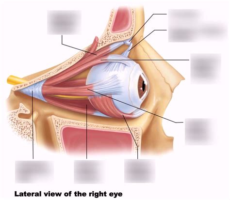 Anatomy Of The Eye Labeled - Anatomical Charts & Posters