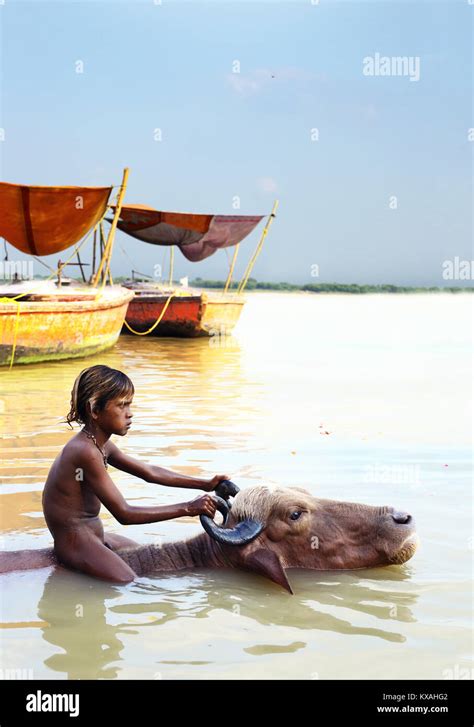 Little Indian boy swimming with bull in Ganges River, Varanasi, India Stock Photo - Alamy