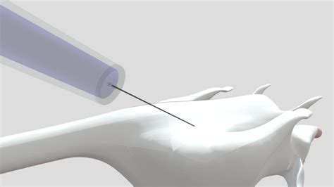 Intraperitoneal injection on mice class material - Download Free 3D ...