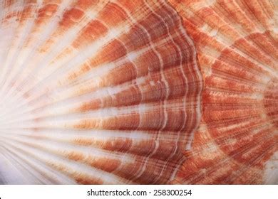 193,558 "seashell Textures" Images, Stock Photos & Vectors | Shutterstock