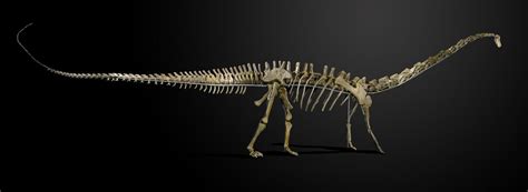 Lot 167 - An extremely rare Diplodocus skeleton