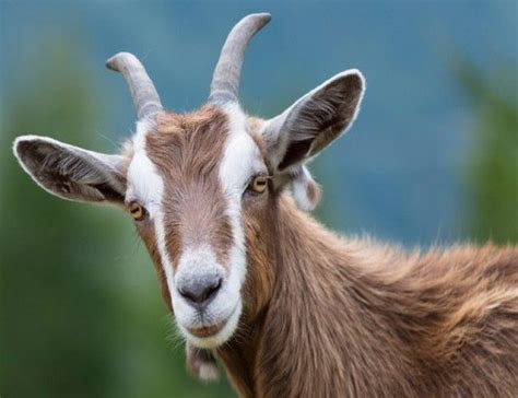 Goat: The National Animal of Iraq | Goats, National animal, Animal species