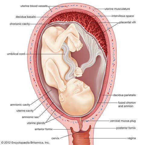 Gestation | Pregnancy, Development & Duration | Britannica