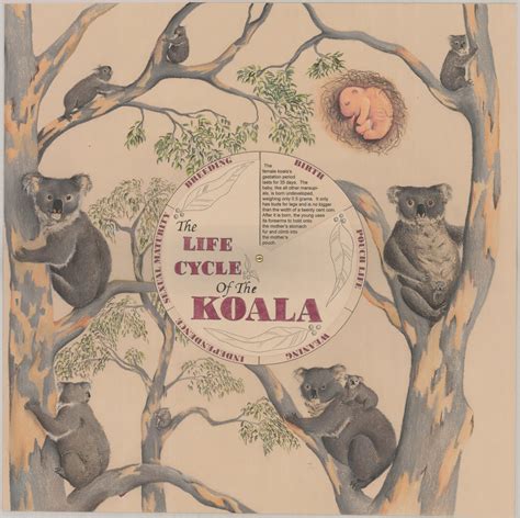 The life cycle of the Koala | Living Histories