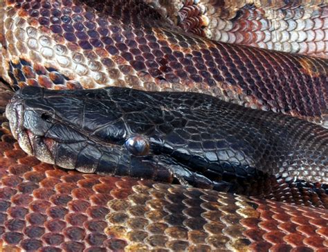 Blood Python - Lehigh Valley Zoo