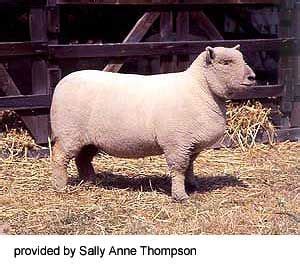 Breeds of Livestock - Southdown Sheep — Breeds of Livestock, Department of Animal Science ...