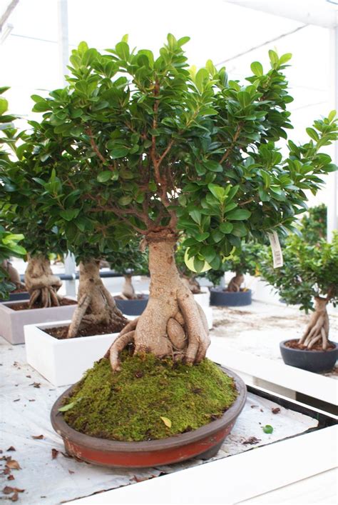 In diretta dallo showroom. Bonsai ficus ginseng 5000 gr in vaso ovale tradizionale | Ficus ...