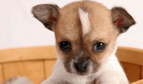 Home - Chihuahua Training Tips