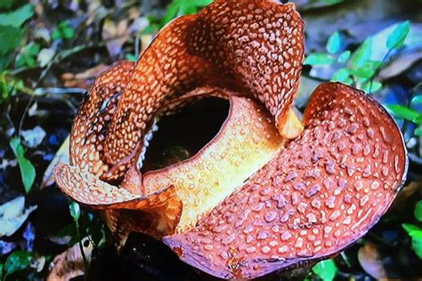 Foto : Rafflesia yang Mekar di Kebun Raya Bogor Boleh Dilihat Pengunjung