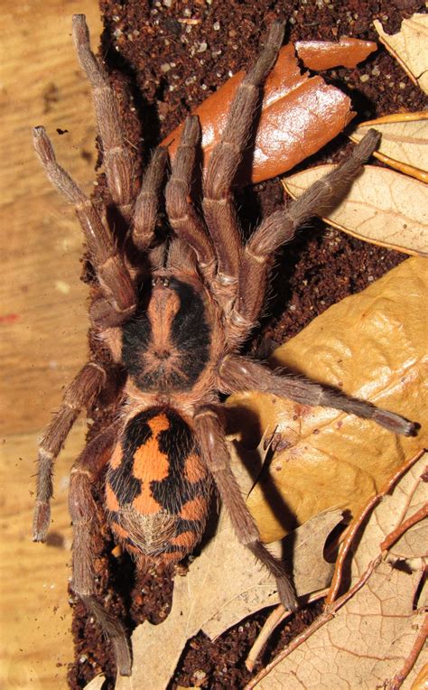 Pumpkin Patch Tarantula by Wallflower Herpetoculture - MorphMarket