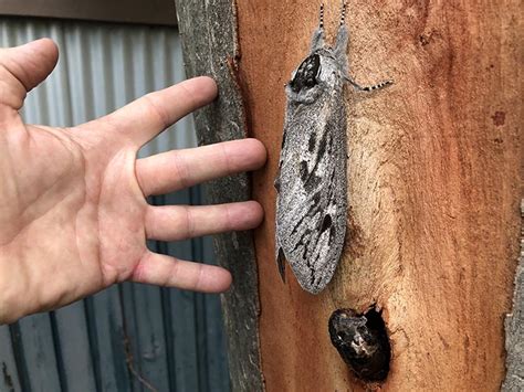 Newly Emerged Giant Wood Moth from Australia - What's That Bug?