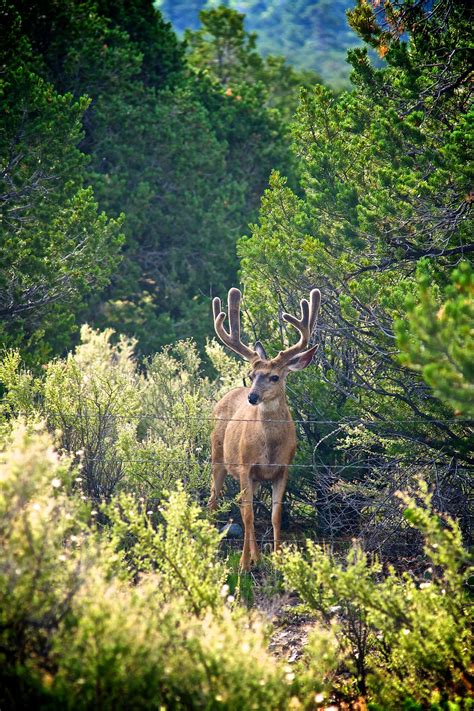 Buck Behind Fence Free Stock Photo - Public Domain Pictures