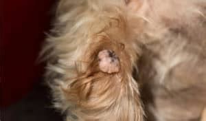 Dog Skin Bumps, Lumps and Growths (With Pictures) | Skin Care Geeks