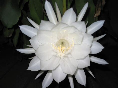 Epiphyllum oxypetalum (Cactaceae) image 739 at PhytoImages.siu.edu ...