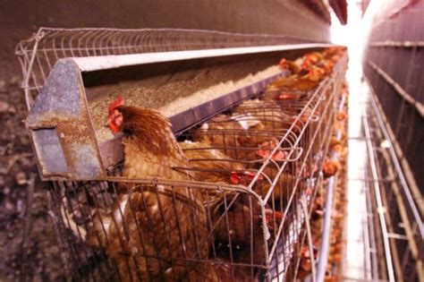 Race to end animal cruelty through cage eggs on in Australia