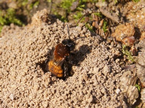 All about mining bees — Hampstead Heath - Conservation, Community and Volunteering