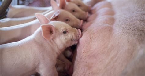 Commercial Study Summary - Orego-Stim Supports Health and Performance in Suckling Piglets with ...