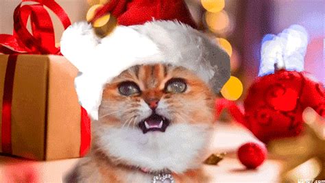 Cat Christmas GIFs | USAGIF.com