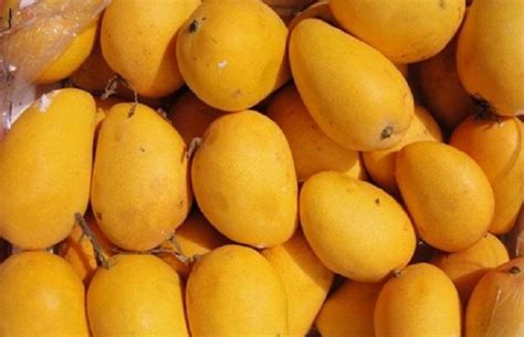 alphonso mangoes Buy Alphonso Mangoes, fresh Alphonso Mangoes in Manila