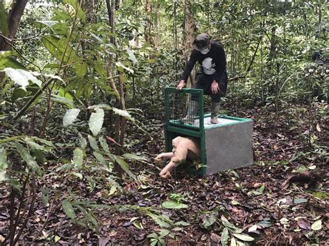 Alba the albino orangutan returns to jungle after rescue | Express & Star