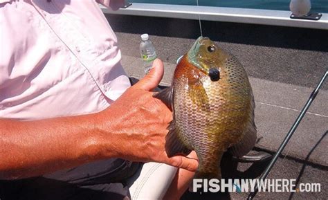 Lake Chicot Fishing Charters & Guides | FishAnywhere