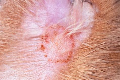 Scabby Cat Disease: How to Treat Feline Miliary Dermatitis | Orange ...