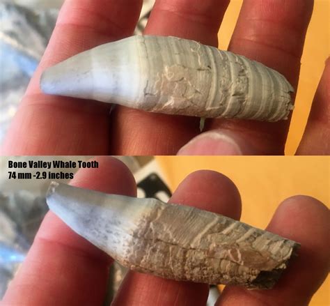 Alligator or barracuda tooth? - Fossil ID - The Fossil Forum