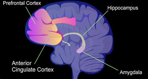 Study: Psychopathy linked to abnormalities in the prefrontal cortex