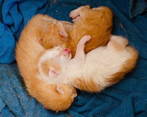 Three Newborn Kittens are Sleeping Stock Image - Image of nature, domestic: 264592415