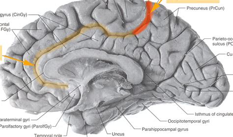 Cingulate and Marginal Sulcus | From my teacher's personal a… | Flickr - Photo Sharing!