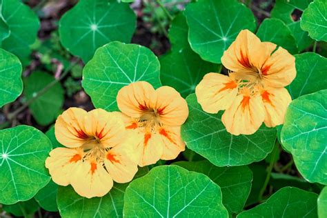 How to Grow and Care for Nasturtiums