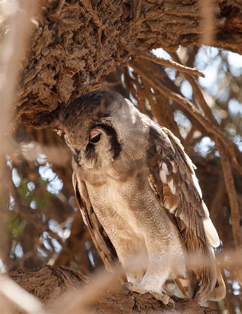 Mata-Mata area - Simons Birding Blog