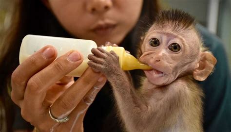 Tiny Baby Monkey Abandoned By Mom Gets His Very First Bottle - The Dodo