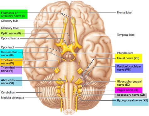 Cranial Nerves Anatomy and MCQs For NEET, SSC, GPAT, Staff Nurse and CSIR NET JRF Exam ...