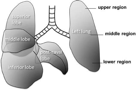 Lung Lobes Diagram