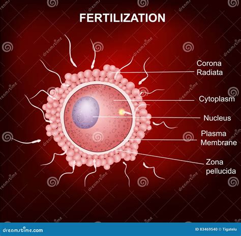 Human Fertilization, Insemination of Human Egg Cell by Sperm Cell Stock Vector - Illustration of ...