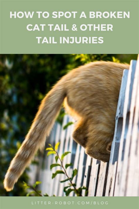 How To Spot a Broken Cat Tail & Other Tail Injuries | Litter-Robot Blog