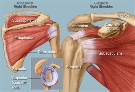 Self-Treatment for Frozen Shoulder | Select Chiro