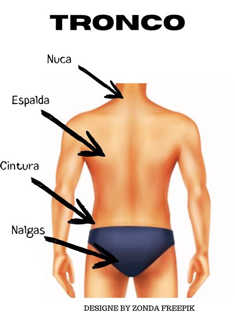 Partes externas del tronco | NUESTRO CUERPO