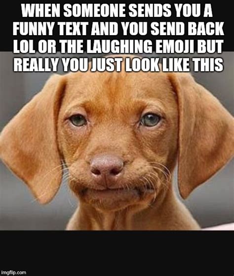 19+ Funny Face Dog Memes - Factory Memes